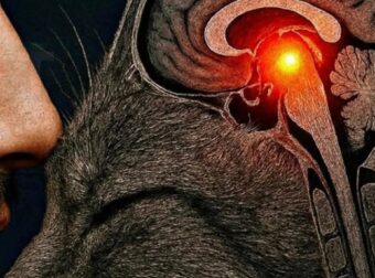 Γιατί η γάτα μου επιλέγει να κοιμάται μαζί μου; 10 εκπληκτικοί λόγοι