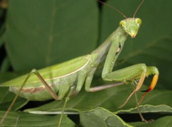 Ο τρόπος που αναπαράγεται το αλογάκι της Παναγίας είναι πραγματικά σοκαριστικός.
