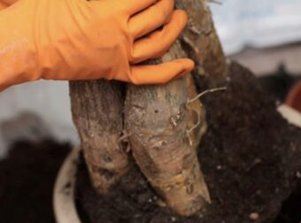 Αυτό το φυτό είναι το δημοφιλέστερο για το 2026 – Φέρνει θετική ενέργεια και στιλ στο σπίτι