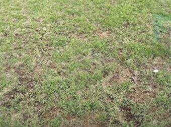 Όλοι μπορούν να δουν το γρασίδι, αλλά μόνο όσοι έχουν τρομερή όραση εντοπίζουν το φίδι σε λιγότερο από 30 δευτερόλεπτα