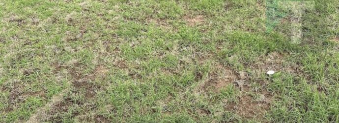 Όλοι μπορούν να δουν το γρασίδι, αλλά μόνο όσοι έχουν τρομερή όραση εντοπίζουν το φίδι σε λιγότερο από 30 δευτερόλεπτα