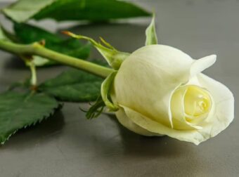 Η απώλεια του γονιού, δεν ξεπερνιέται ποτέ