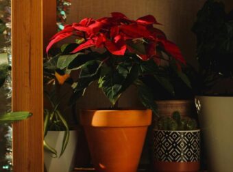 Πόσο ζουν πραγματικά τα αλεξανδρινά; Συμβουλές κηπουρού για να διατηρηθούν ζωντανά όλη τη σεζόν