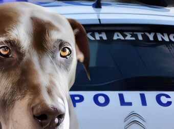 Πέθανε το αφεντικό του και ο σκύλος δεν άφηνε κανέναν να μπει στο σπίτι