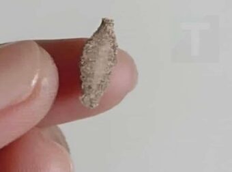 To περίεργο έντομο που εμφανίζεται στους τοίχους και τα ταβάνια του σπιτιού