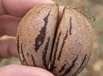 Καρύδια Πεκάν: Ο ξηρός καρπός-ήρωας της καρδιάς – Ρυθμίζει χοληστερόλη και τριγλυκερίδια