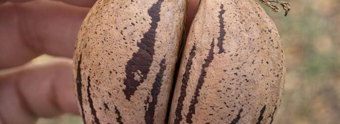 Καρύδια Πεκάν: Ο ξηρός καρπός-ήρωας της καρδιάς – Ρυθμίζει χοληστερόλη και τριγλυκερίδια