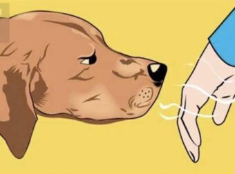 Τα σκυλιά μπορούν να ξεχωρίσουν ποιος είναι καλός και ποιος κακός άνθρωπος