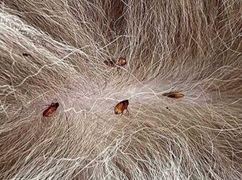 Tο κόλπο για να απαλλαγούν τα κατοικίδιά σας από τους ψύλλους με μηδέν προσπάθεια