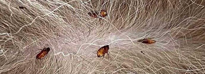 Tο κόλπο για να απαλλαγούν τα κατοικίδιά σας από τους ψύλλους με μηδέν προσπάθεια