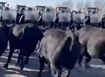 Γάλλοι αγρότες εξαπολύουν ταύρους εναντίον πάνοπλων αστυνομικών και κοπριά σε περιπολικά