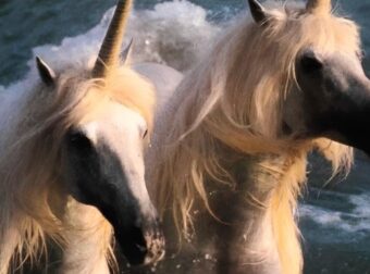 Σπάνιοι σαν… μονόκεροι: Ποιο ζώδιο είναι το πιο σπάνιο και ποιο παντού γύρω σου