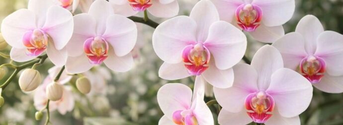 11 από τα καλύτερα αρωματικά φυτά που  θα κάνουν το σπίτι σας να μυρίζει υπέροχα