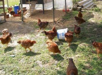 Φpίκη: Άνδρας κακοποıούσε σeξουαλικά τις κότες του στο υπόγειο του