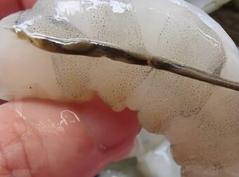 Το «φλέβα» της γαρίδας: Η λεπτομέρεια στην μαγειρική που λίγοι γνωρίζουν και πολλοί συζητούν