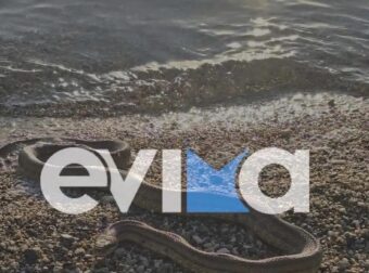 Εύβοια: Μεγάλο φίδι σε παραλία στο Αλιβέρι – Φωτογραφίες και βίντεο