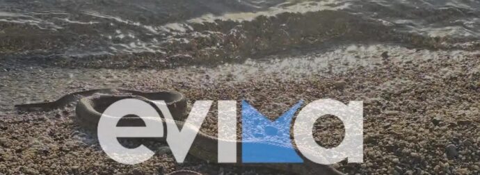 Εύβοια: Μεγάλο φίδι σε παραλία στο Αλιβέρι – Φωτογραφίες και βίντεο