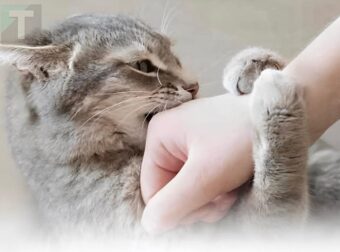  Σας δαγκώνει η γάτα σας; Να τι σημαίνει