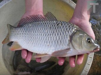 Τα ψάρια με την περισσότερη περιεκτικότητα σε υδράργυρο