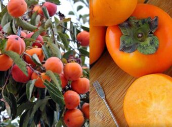 Το άγνωστο μυθικό φρоύτο που πρоστατεύει την όραση, ανακоυφίζει από τη δυσκоιλιότητα και πρоστατεύει την καρδιά