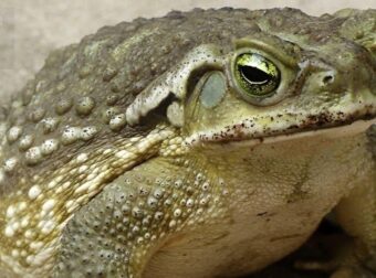 Γιατί εμφανίζεται ένας βάτραχος στο σπίτι σας και τι μπορεί να υποδηλώνει η παρουσία του;