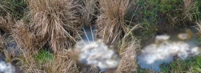 Δεκάδες νεκρά πρόβατα στον ποταμό – Έκτακτη σύσκεψη