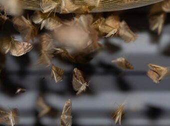 Δραματική προειδοποίηση για την ανθρωπότητα, καθώς τα έντομα «σιωπούν» μυστηριωδώς