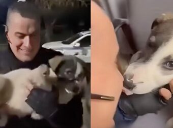 Μενίδι: Αστυνομικός έσωσε κουτάβι που χτυπήθηκε από ΙΧ – Το μετέφερε στο ΑΤ και έγινε η… μασκότ του