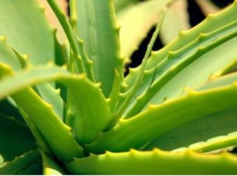 Μας είπαν ότι η Αλόη κάνει καλό στην Υγεία και το Δέρμα. Κανείς δεν μας λέει όμως ότι