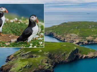 Ζητούνται εθελοντές να ζήσουν σε απομονωμένο νησί για 3 μήνες… μετρώντας θαλάσσιους παπαγάλους