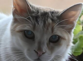 Θεσσαλονίκη: Έκοψε το αυτί του συντρόφου της γιατί επιτέθηκε στη γάτα – «Δεν δέχομαι βία στο ζώο»