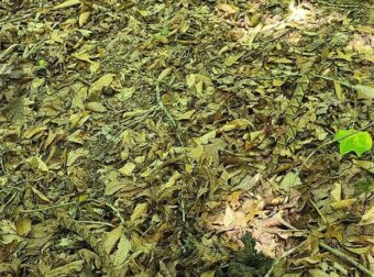 Αυτή η φωτογραφία με 3 καμουφλαρισμένα φίδια μπερδεύει όποιον τη βλέπει