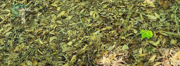 Αυτή η φωτογραφία με 3 καμουφλαρισμένα φίδια μπερδεύει όποιον τη βλέπει