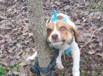 Νέα κτηνωδία σοκ στη χώρα μας – Κακοποίnσαν σeξουαλικά κουτάβι και το παράτησαν δεμένο σε δέντρο