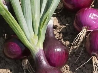 Κρεμμύδια: Ποια είναι τα οφέλη τους;