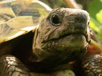 Σοκάρει αυτό που συμβαίνει με τις χελώνες σε νησί της Μεγάλης Πρέσπας