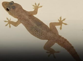 Αυτό το πλάσμα σε προστατεύει αθόρυβα χωρίς να το ξέρεις