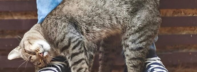Η γάτα μου τρίβεται και ξύνεται πάνω μου – Τι σημαίνει αυτό