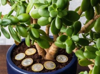 Αυτό το φυτό προσελκύει τύχη και πλούτο στο σπίτι μας: Δείτε πώς να το τοποθετήσετε σωστά