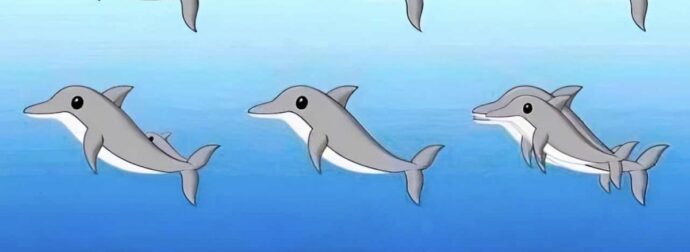 Πόσα δελφίνια υπάρχουν σε αυτή την εικόνα;