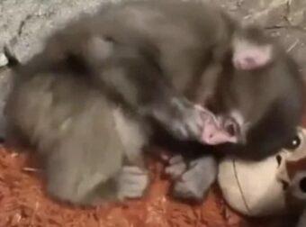 Ραγίζει καρδιές το βίντεο με μωρό μαϊμουδάκι: Το εγκατέλειψε η μητέρα του και αγκαλιάζει ένα λούτρινο