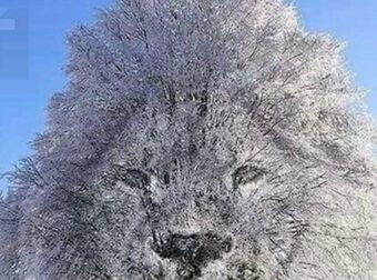 Η οπτική ψευδαίσθηση αποκαλύπτει αν είσαι «εσωστρεφής» ή «δυναμικός» ανάλογα με το τι βλέπεις