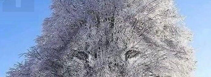 Η οπτική ψευδαίσθηση αποκαλύπτει αν είσαι «εσωστρεφής» ή «δυναμικός» ανάλογα με το τι βλέπεις