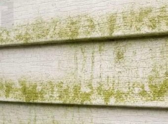 Πως να αφαιρέσετε την πράσινη μούχλα έξω από το σπίτι