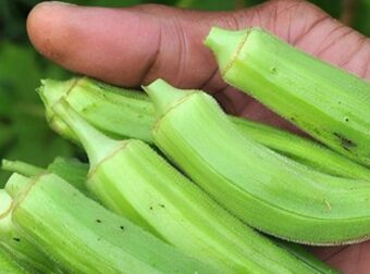 10 εκπληκτικά οφέλη από την κατανάλωση μπάμιας για την υγεία σας