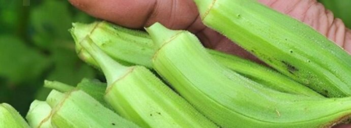 10 εκπληκτικά οφέλη από την κατανάλωση μπάμιας για την υγεία σας