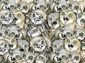 Μόνο άτομα με όραση 20/20 μπορούν να βρουν την γάτα στην εικόνα