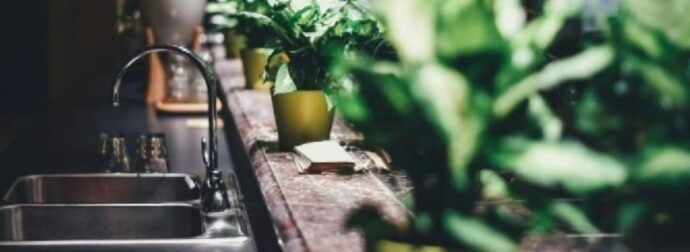 Το έχουμε όλοι σπίτι μας αλλά τελικά είναι γρουσούζικο – Auτό είναι το φυτό που φέρνει μαυρίλα στη ζωή μας