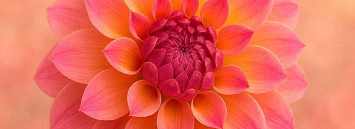 Το λουλούδι που αντιστοιχεί στο μήνα που γεννήθηκατε και τι συμβολίζει