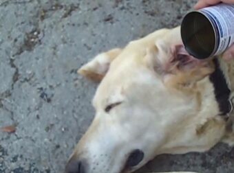 Έριξε ξίδι μέσα στο αυτί ενός γέρικου σκύλου